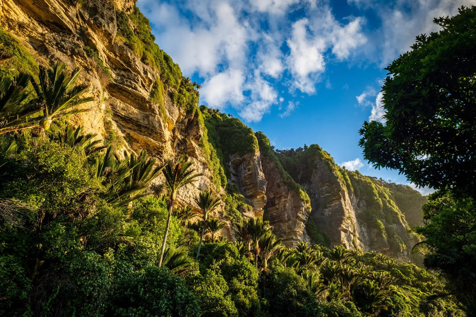 Native forest landscape for carbon strategy
