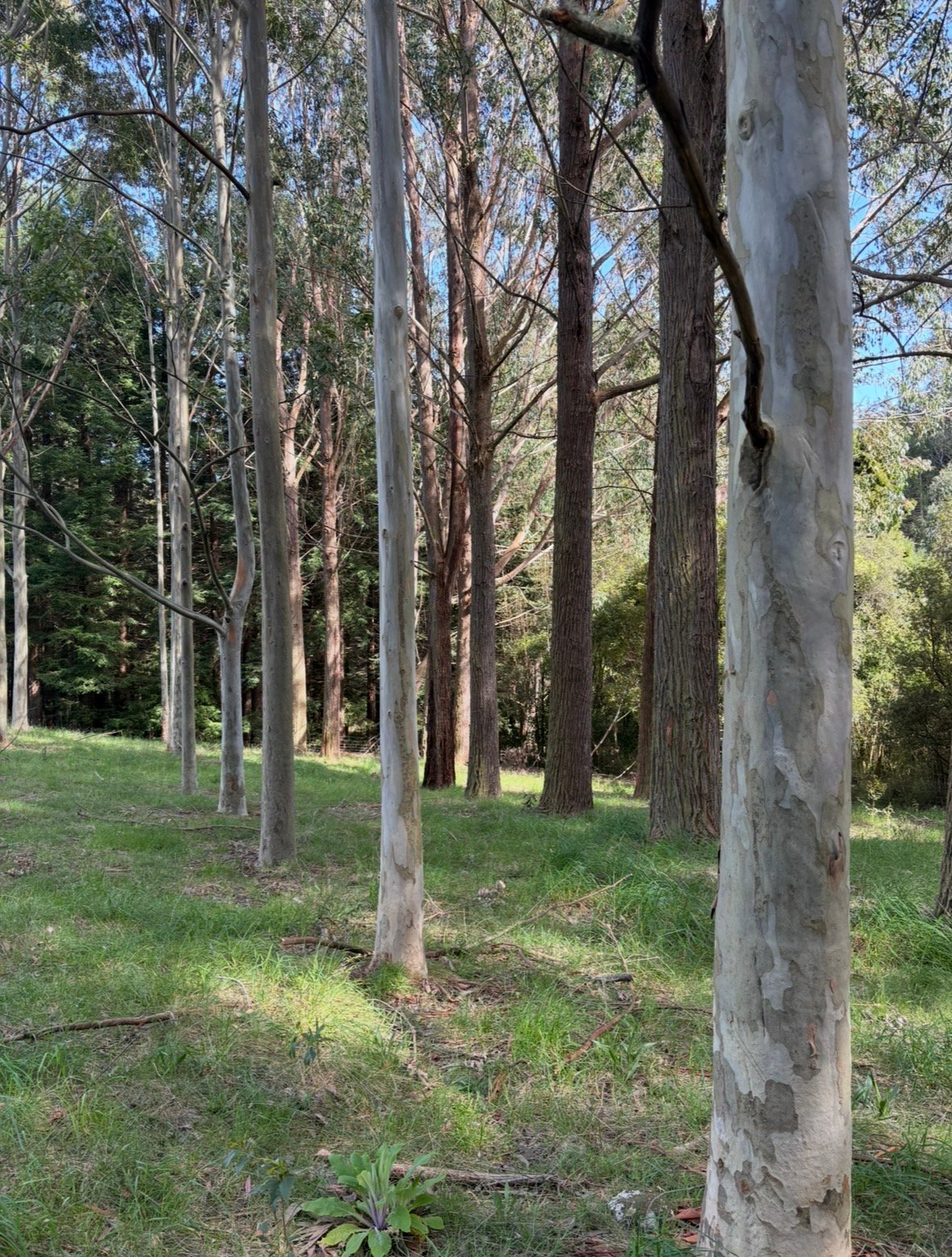 Trees planted and growing on farm