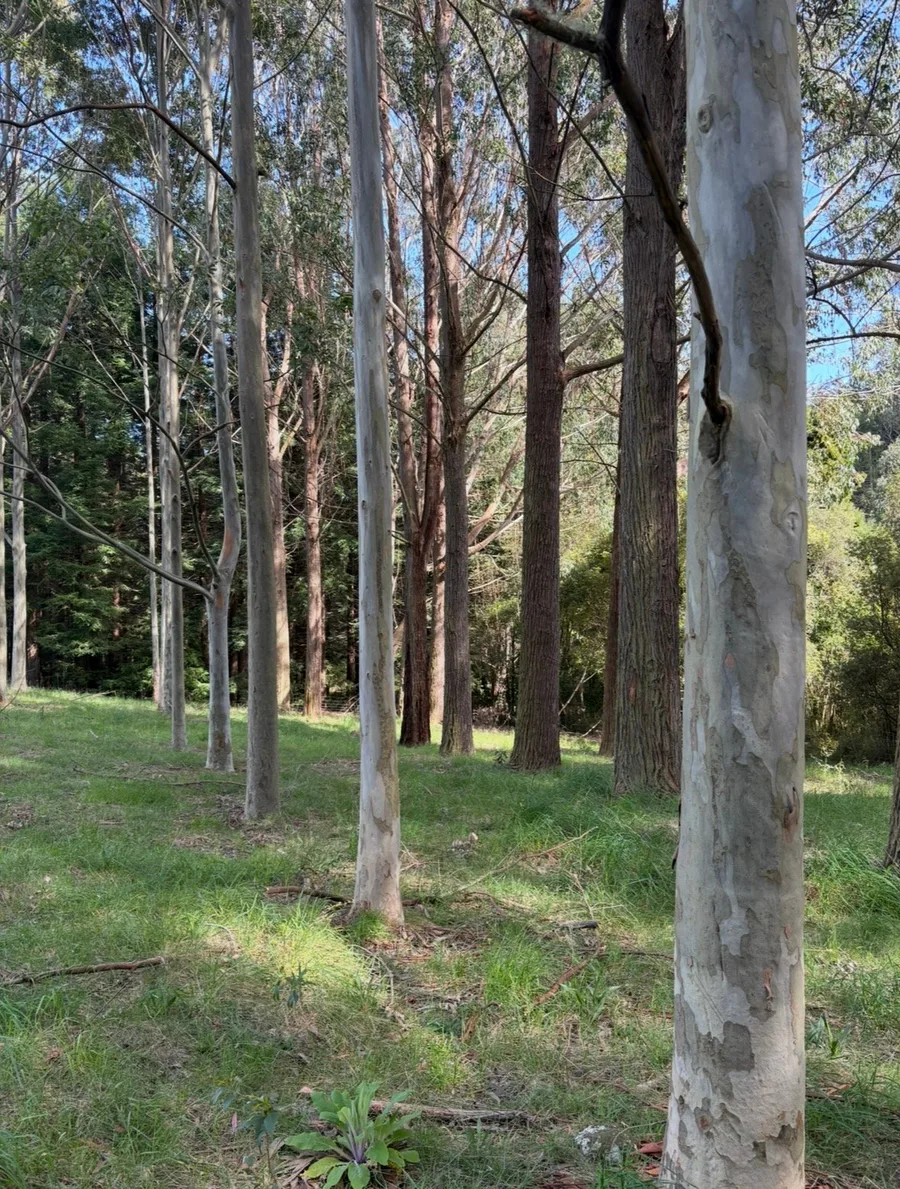 Trees planted and growing on farm
