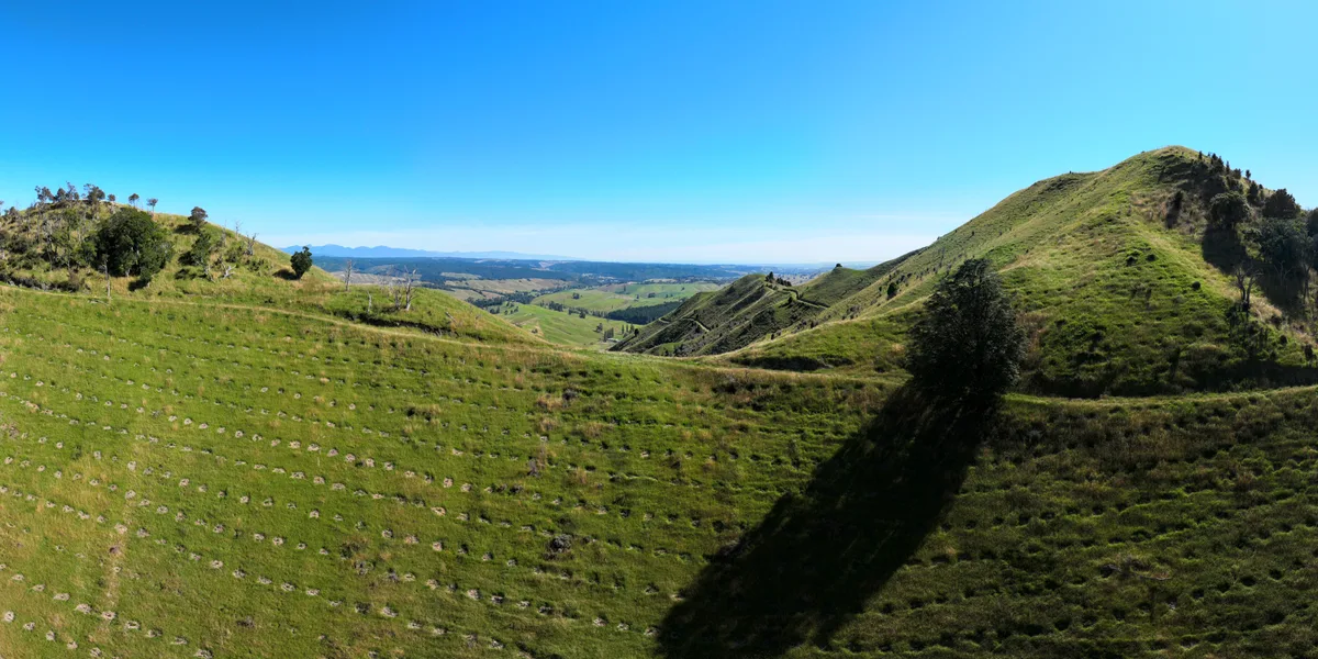 Tree planting on a farm hillside