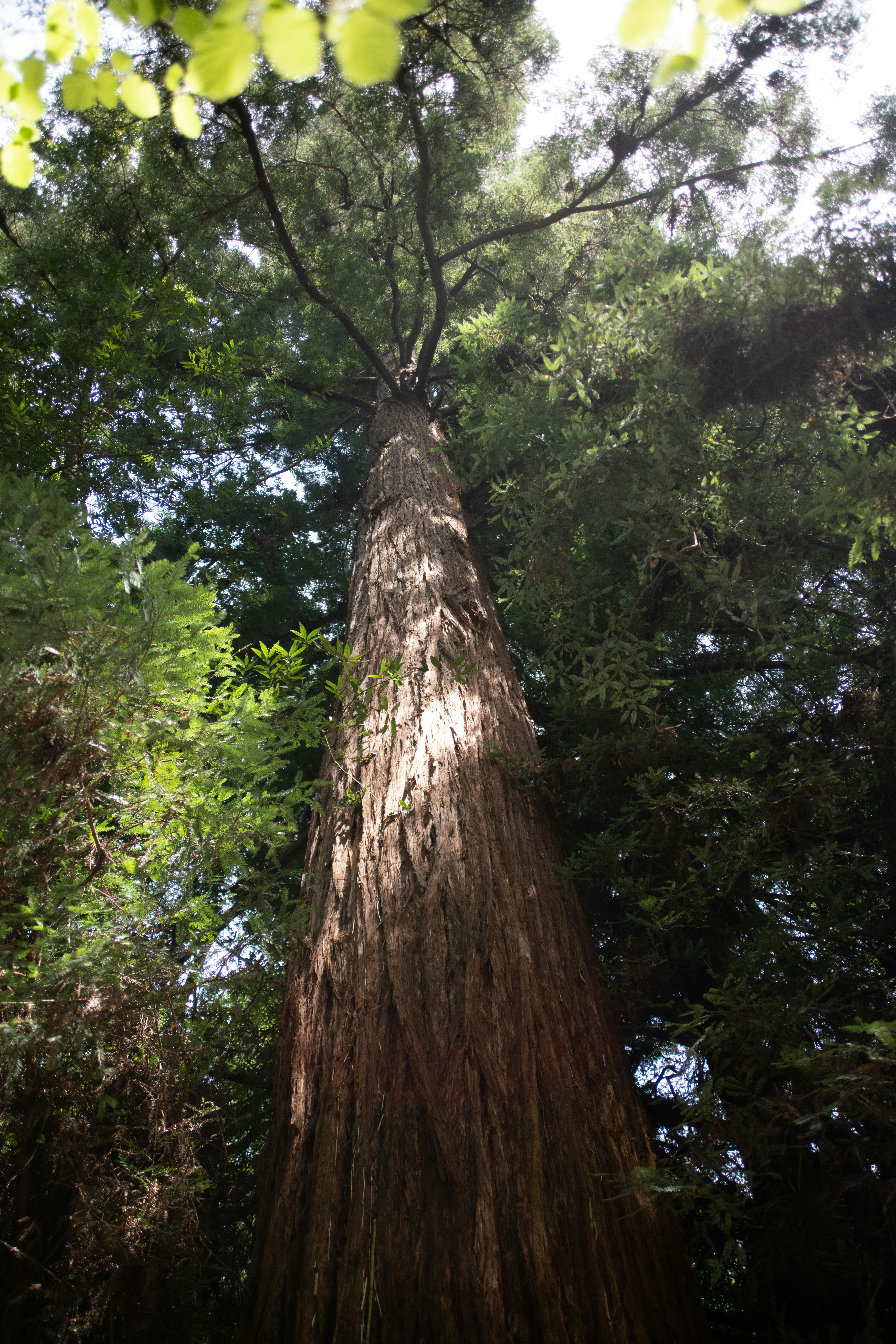 Redwood timber stacked for processing